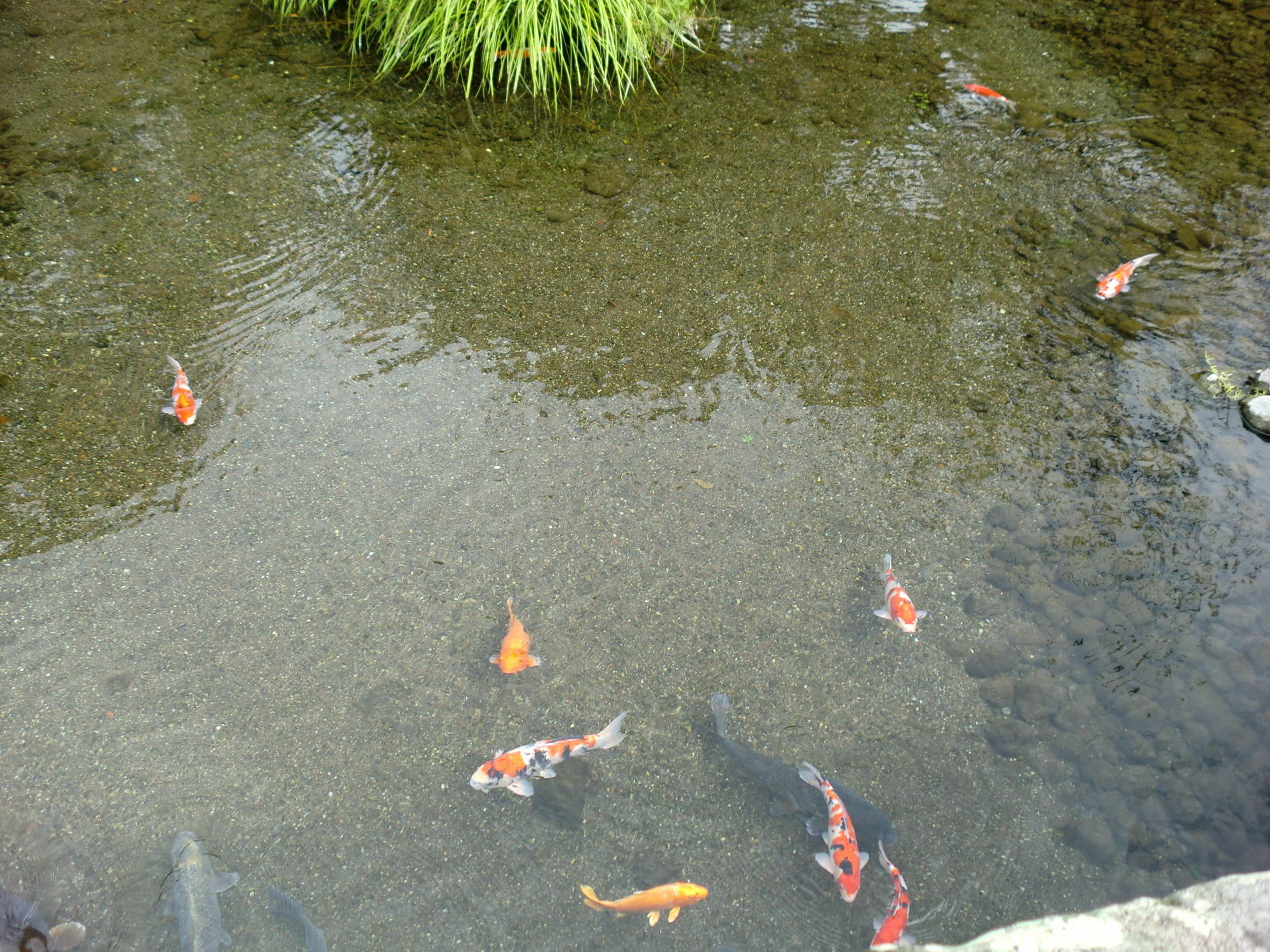 Suizenji Comfort Hotel Kumamoto Kültér fotó